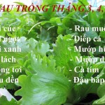 trồng rau