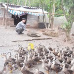 Nữ đại gia không biết chữ thu hàng tỷ đồng từ trang trại lợn - ảnh 1