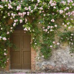 Trồng cây trước cửa nhà là điều cấm kị trong phong thủy nhưng có thể hóa giải bằng cách sau - Ảnh 1.